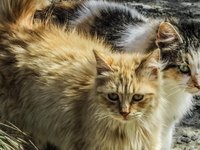 cat_stray_animal_fur_0.jpg