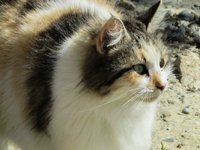 cat_stray_cute_homeless.jpg