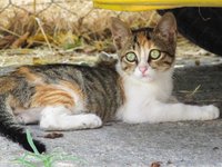 cat_stray_looking_animal.jpg