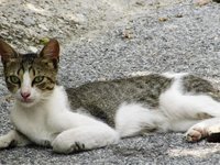 cat_stray_looking_animal_1.jpg