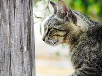 cat_stray_young_lovely_0.jpg