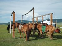 horses-mongolia-2.jpg