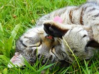 cat_striped_mackerel_tiger.jpg