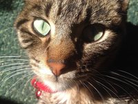 cat_sunny_tabby_animal.jpg
