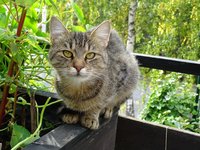 cat_sweet_view_animal.jpg