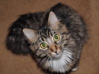 cat_tabby_domestic_feline.jpg