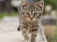 cat_tabby_outdoors_animals.jpg