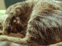 cat_tired_sleep_715908.jpg