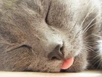 cat_tongue_grey_sleep.jpg