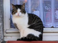 cat_view_domestic_cat.jpg