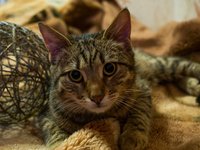 cat_view_striped_closeup.jpg