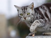 cat_walk_animal_portraits.jpg