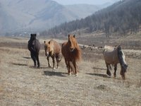 horses-mongolia.jpg