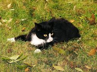 cat_young_animal_attention_0.jpg
