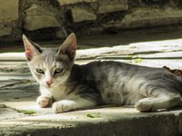 cat_young_animal_cute_0.jpg