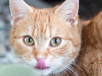 cat_young_cat_kitten.jpg