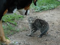 cat_young_dog_encounter.jpg