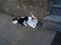 cat_young_smooch_mother_0.jpg
