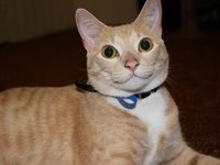 cats_cheerful_smiling_happy.jpg