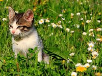 cats_garden_grass_green.jpg