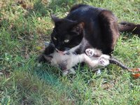 cats_mom_cat_her.jpg