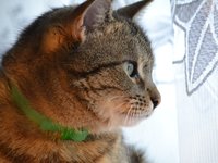 coat_hair_fur_cat.jpg
