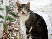croatia_cat_animal_1359205.jpg