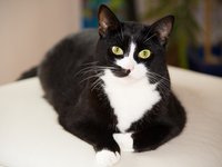 domestic_cat_black_white_0.jpg
