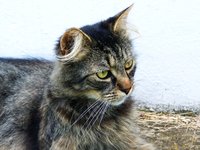 domestic_cat_tabby_pets.jpg