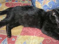felis_silvestris_catus_2.jpg