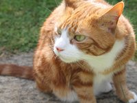 ginger_cat_cat_sniffing.jpg