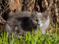 gray-cat-in-grass.jpg