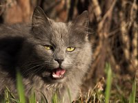 grey-cat-close-up.jpg