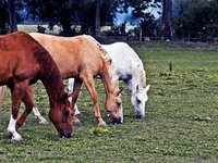 horses.jpg