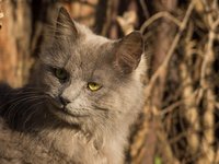 grey-cat.jpg