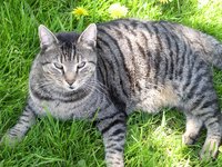 hangover_cat_pet_mackerel.jpg