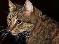 hangover_cyper_pet_cat_0.jpg