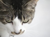 house_cat.jpg