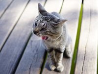 hungry_cat.jpg