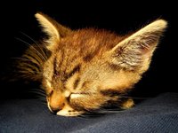 kitten_cat_dormant_pet.jpg