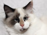 kitten_cat_feline_kitty.jpg