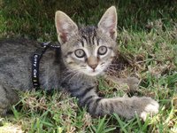 kitten_cat_pets_mietze.jpg