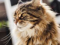 kitten_cat_sweet_animal.jpg