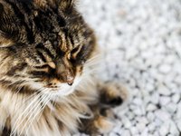 kitten_cat_sweet_animal_0.jpg