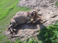 lying-camel.jpg