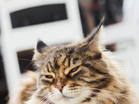 kitten_cat_sweet_animal_1.jpg