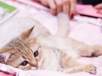 kittens_kitten_cats_pet.jpg
