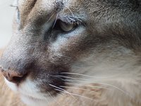 mountain_lion_cat_mountain_0.jpg
