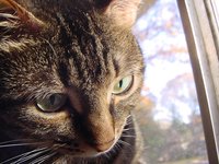 my_cat_gif.jpg