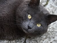 my_wildest_cat_ciro.jpg
